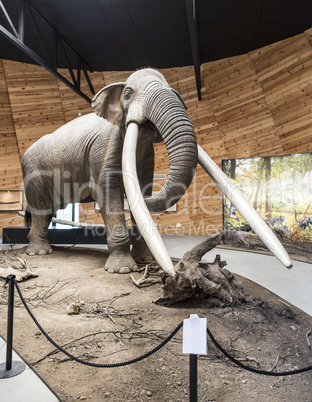 Model of mastodon