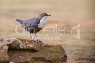 Wasseramsel