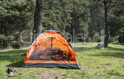 Orange tent in a pine forest