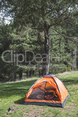 Orange tent in a pine forest