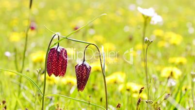 Schachblume (Fritillaria meleagris)