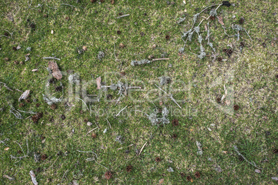 Grass in the forest with cones and sticks to it