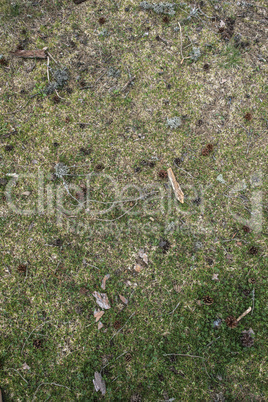 Grass in the forest with cones and sticks to it