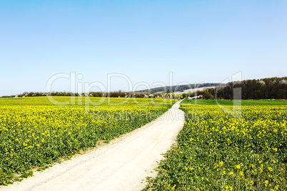 Country lane through the canola field