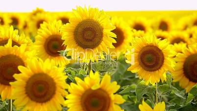Sunflower field, backlit. closeup
