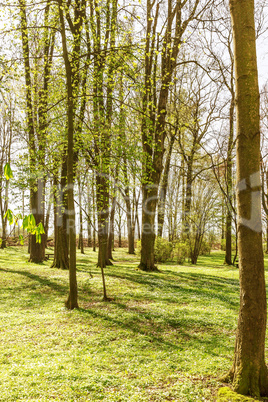 Forest in spring