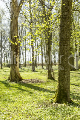 Forest in spring