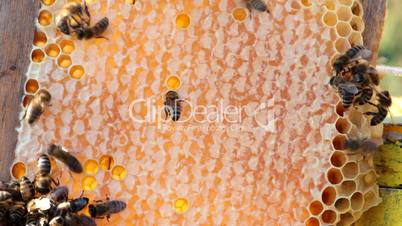 honeycombs. close up