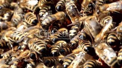 bees on honeycomb. close up