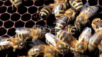 honeybees repair cell