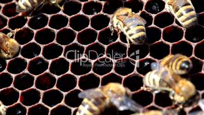 honeybees repair cell