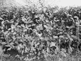 Hedgerow shrubs barrier