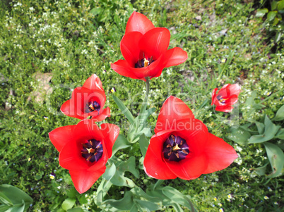 Red Tulips flower