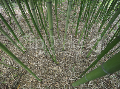 Bamboo tree perspective