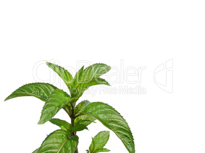 Peppermint with copy space