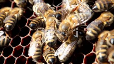 bees build honeycombs