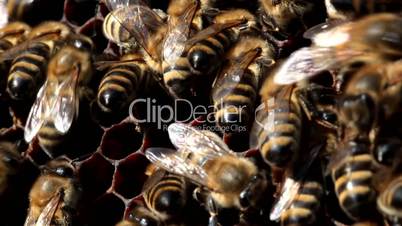 bees build honeycombs