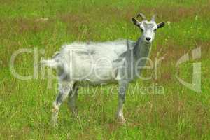 goat on the pasture