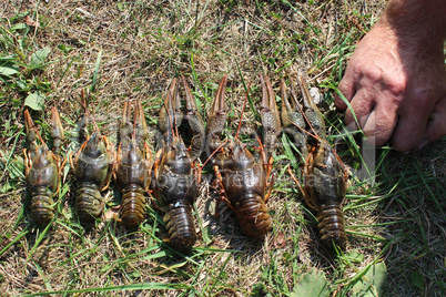 river cancers on the grass