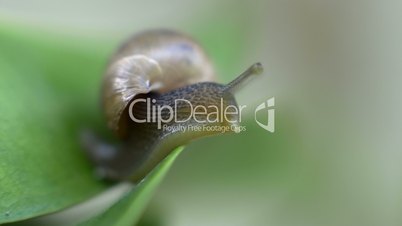 Snail looking downward on a leaf