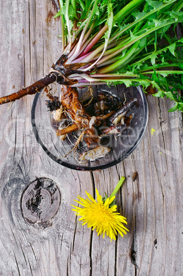 roots of dandelion flower