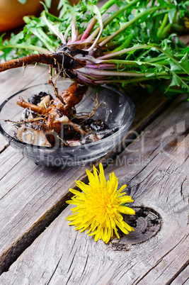 roots of dandelion flower