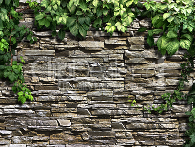 climbing plant on the old stone wall