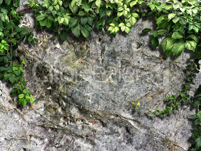 climbing plant on the old stone wall