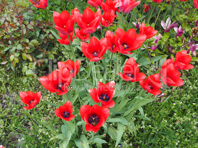 Red Tulips flower