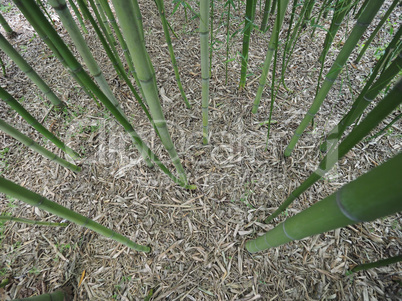 Bamboo tree perspective