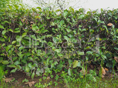 Hedgerow shrubs barrier