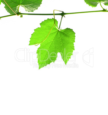 Grapevine with copy space