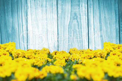 Composite image of yellow flowers