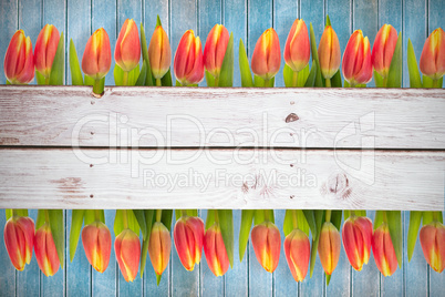 Composite image of tulip flowers