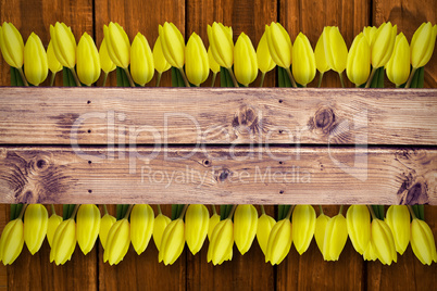 Composite image of yellow tulips