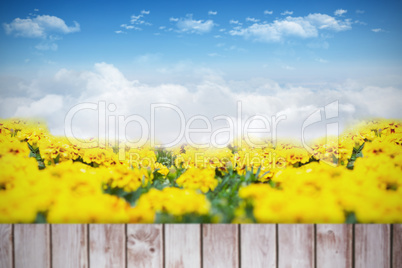 Composite image of yellow flowers