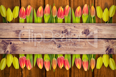 Composite image of yellow tulips