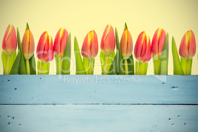 Composite image of tulip flowers