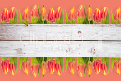 Composite image of tulip flowers