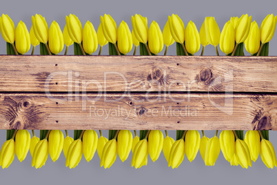 Composite image of yellow tulips