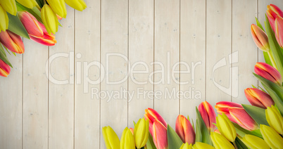 Composite image of yellow tulips