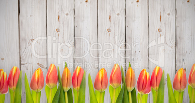 Composite image of tulip flowers