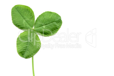 Shamrock with copy space