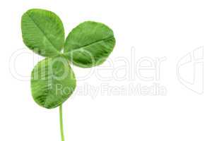 Shamrock with copy space