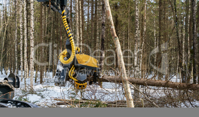 Image of logger cut down the tree and sawing it
