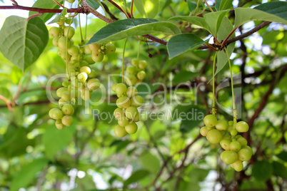 branches of schisandra with green not ripe berries