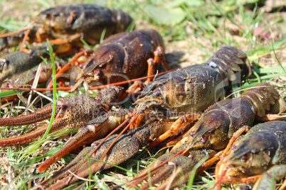 river cancers on the grass