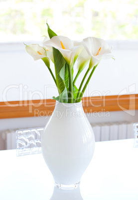 Zantedeschia aethiopica