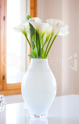 Zantedeschia aethiopica