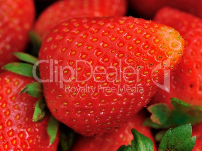 Erdbeere in XXL